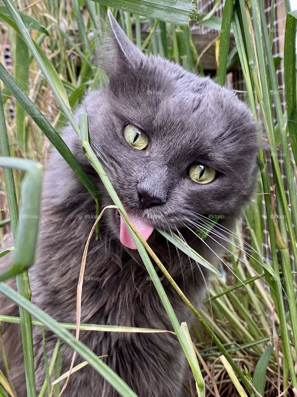 A grey cat making a funny face while eating grass