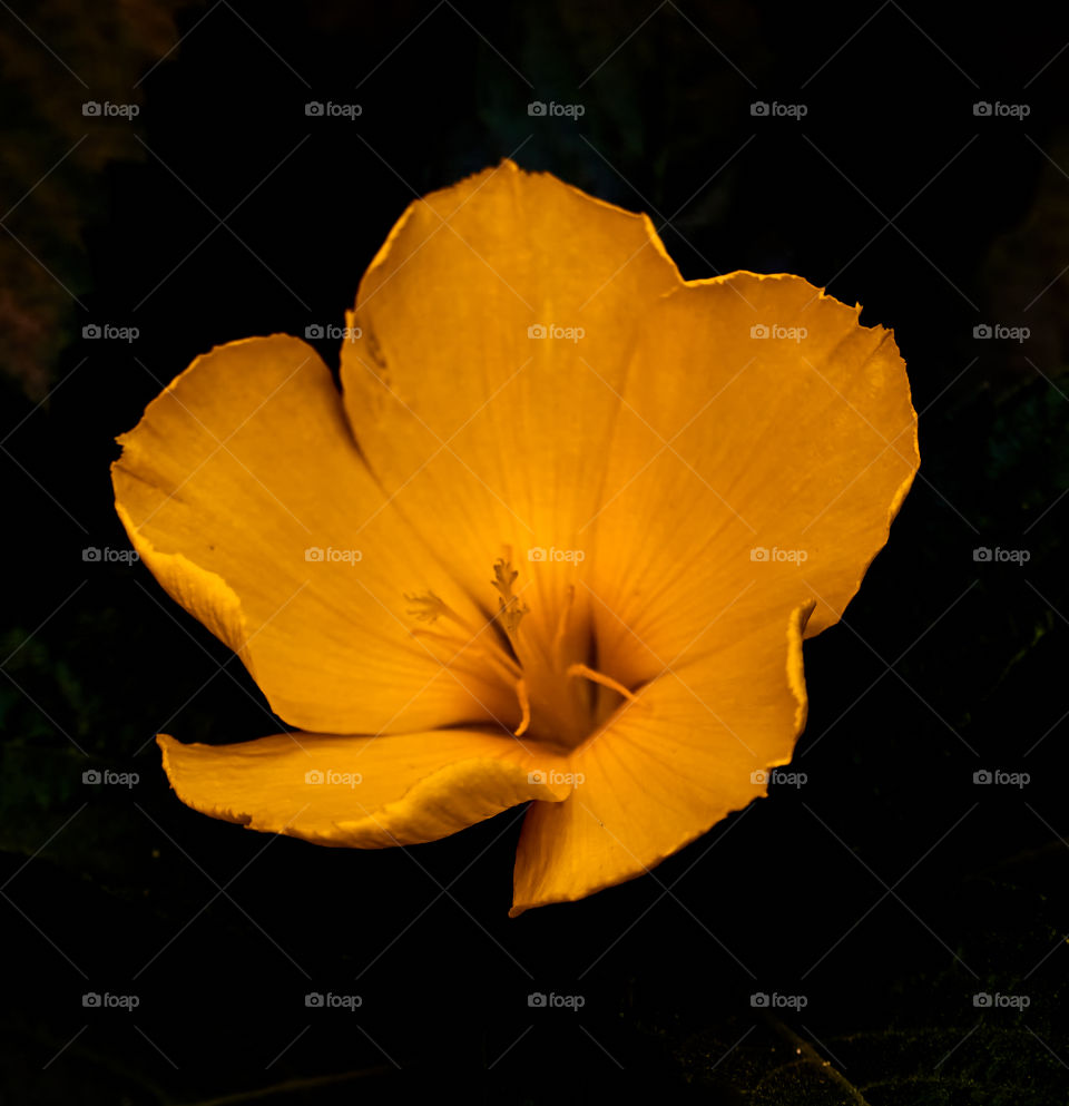 Flower - Golden poppy