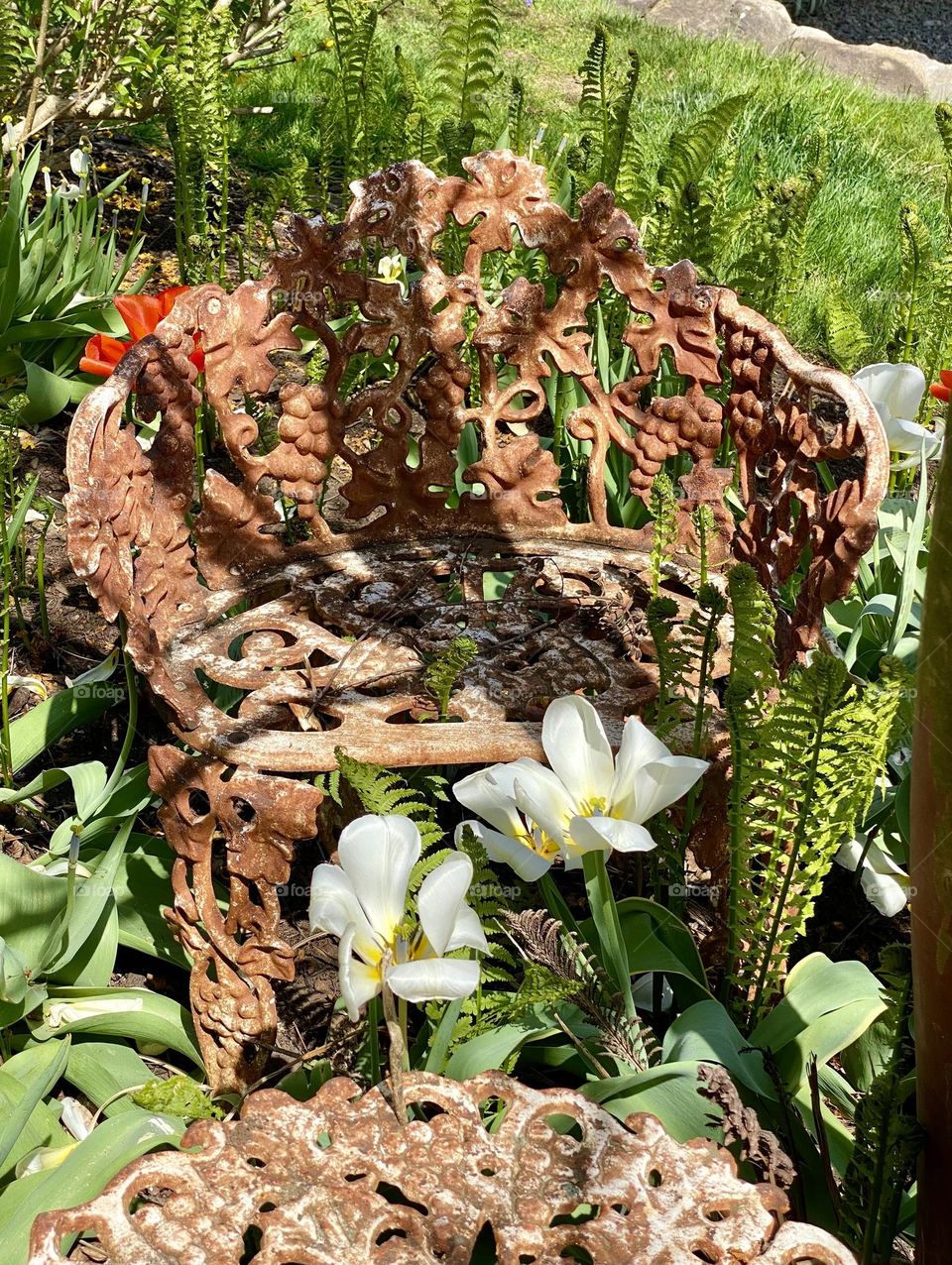 Tulips and ferns growing around a metal chair in a garden