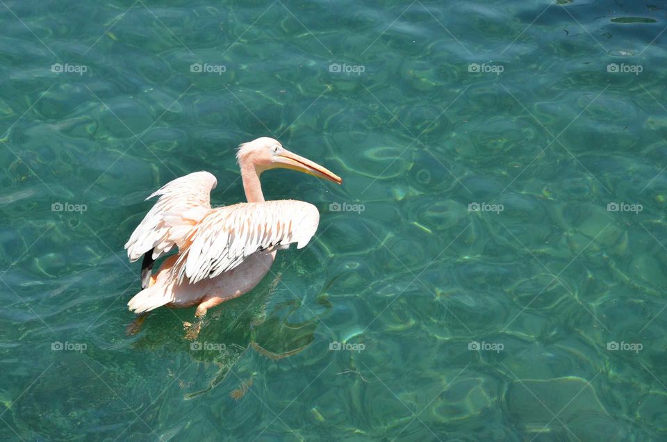 just a pelican