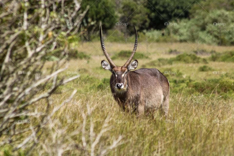 Male Waterbuck in the bushveld
