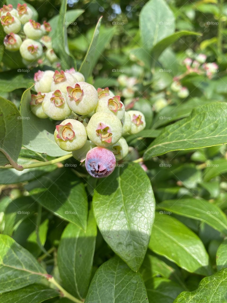 This image shows a cluster of blueberries at various stages of ripeness on the bush. The berries range from green (unripe) to pink (partially ripe) to dark blue (ripe). The leaves are a healthy green, indicating a well-maintained plant.