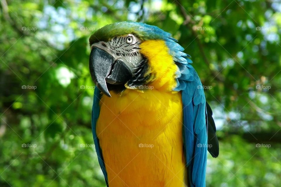 Parrot. Close-up parrot