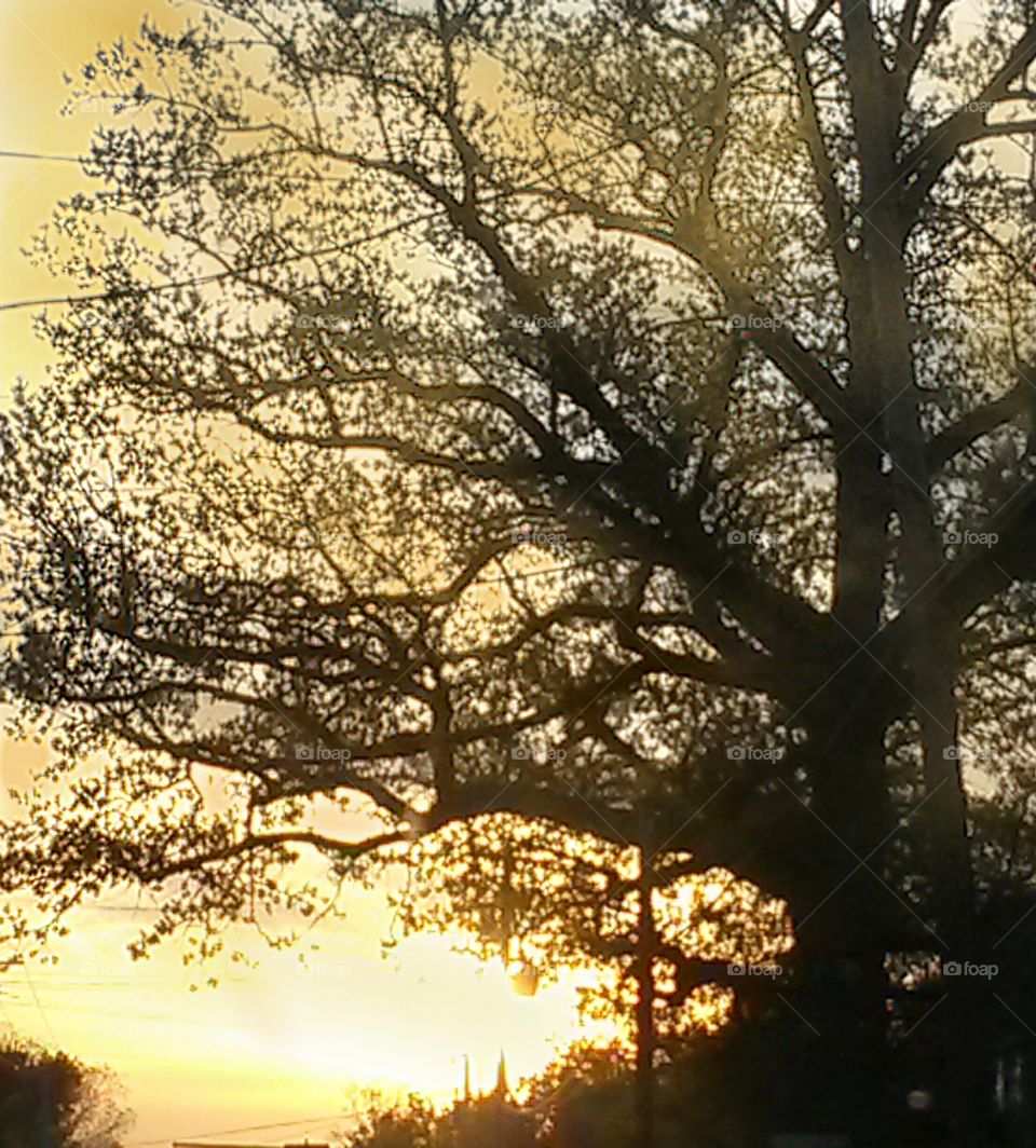 Sunset Through the Tree