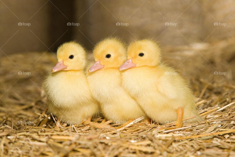 ducks