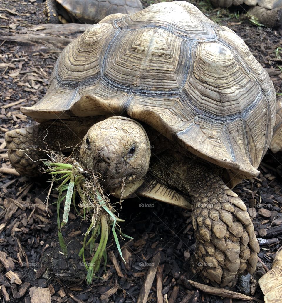 Tortoise