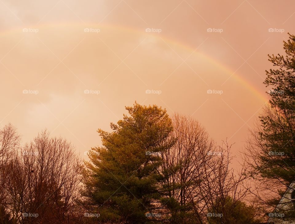 Rainbow over the trees