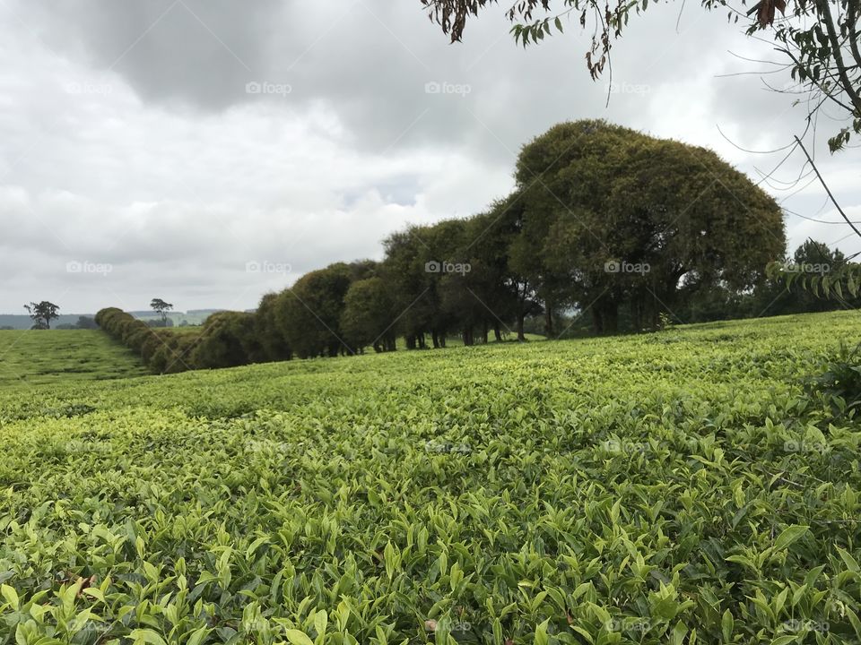 Beautiful roadside view of tea farm in Limuru Kenya.