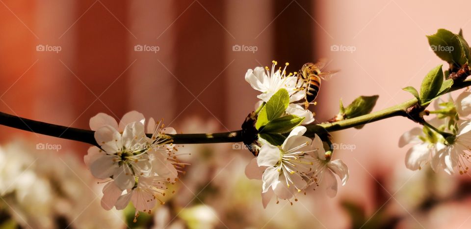 Honeybee and white flowers 