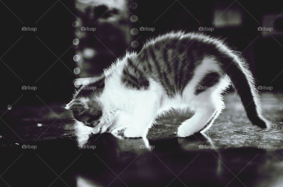A kitten sniffing the floor while retaining her elegance

