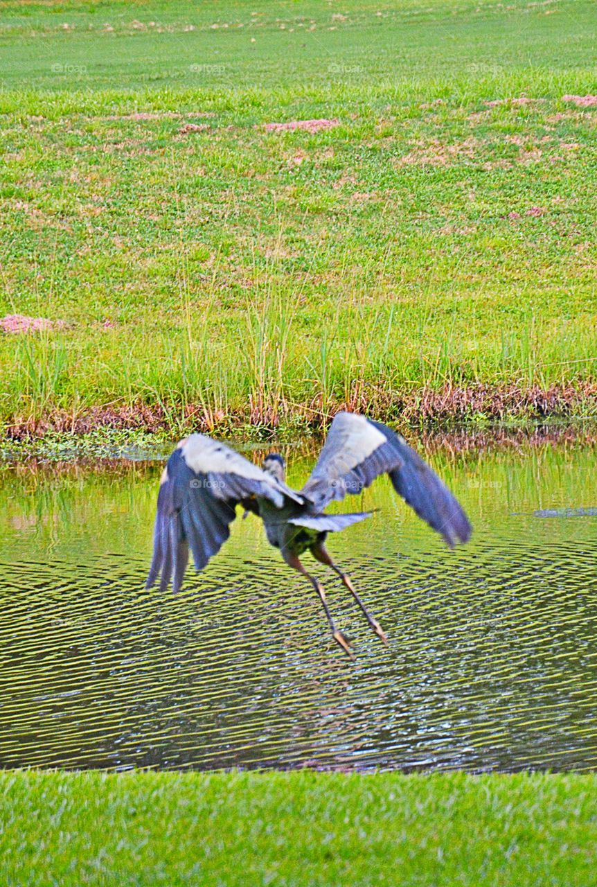 Great Blue flying 