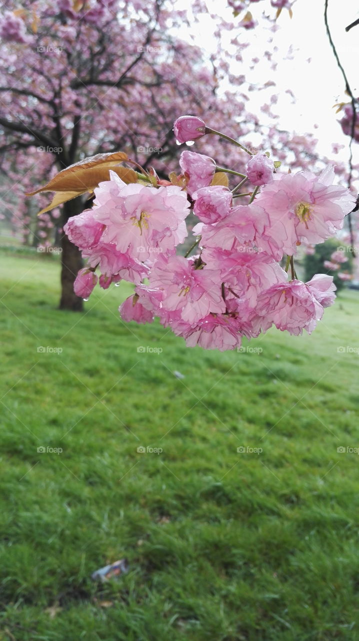 the beautiful blossom