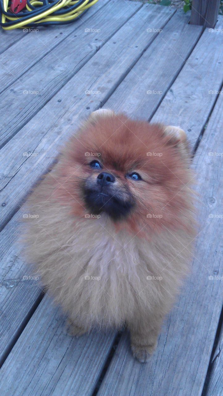 pomeranian