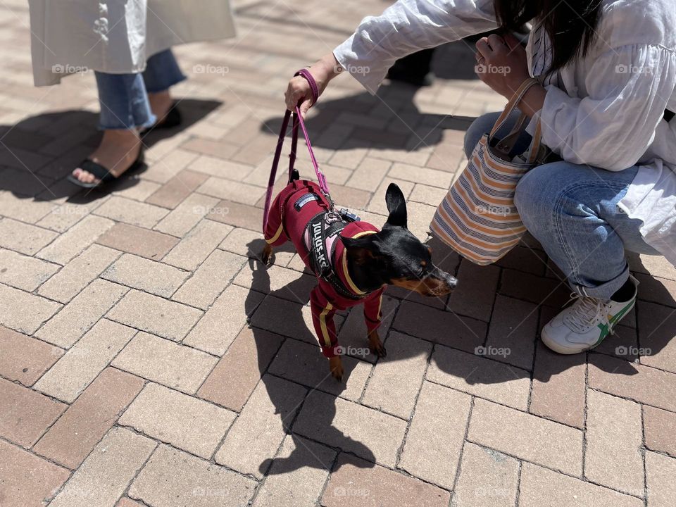 Walking with dog