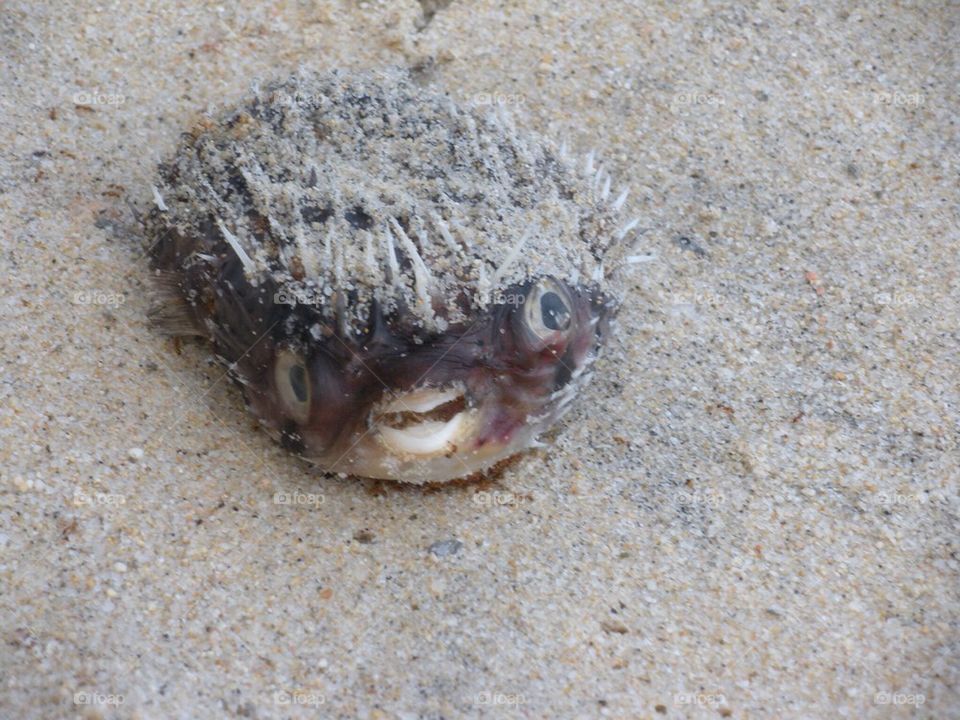 Happy dead blowfish 