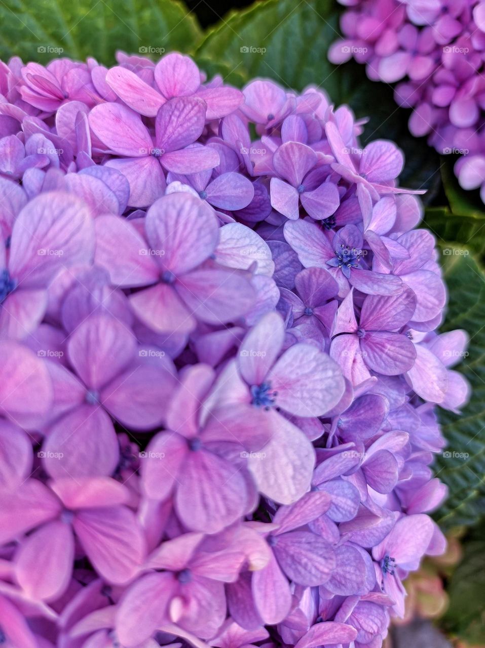 Hydrangea flower