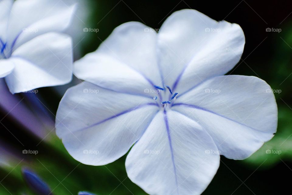 Close-up of a white Flower 