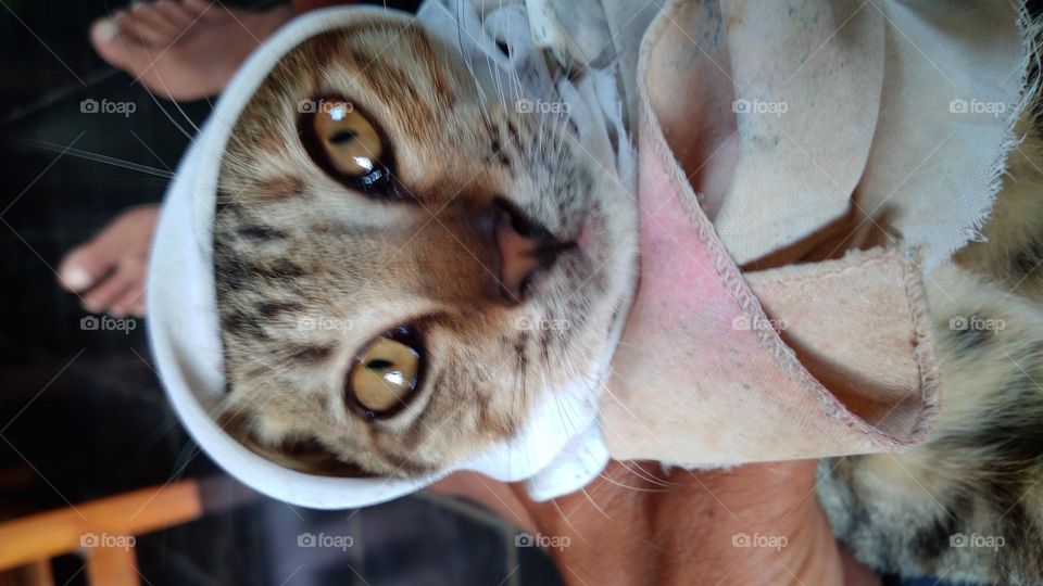 A cute kitten with a cloth on its head makes it adorable
