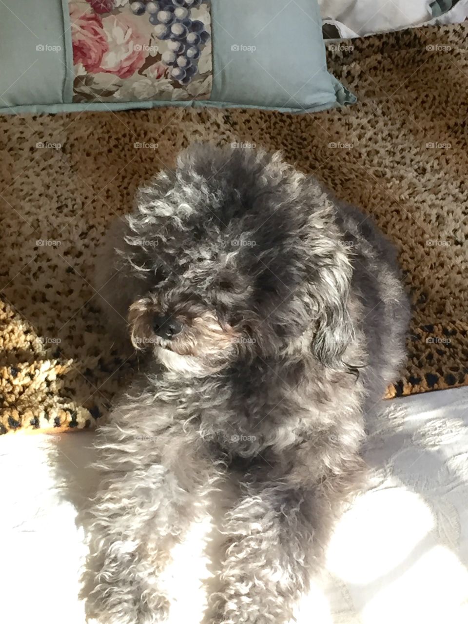 Sunlit Izzy