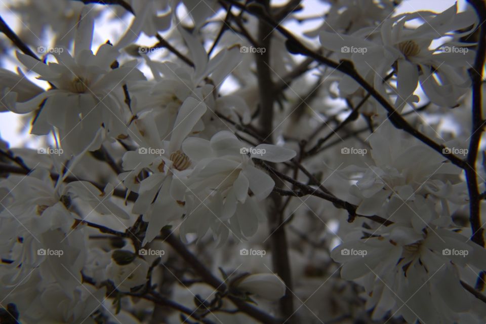 White Magnolia Blossoms