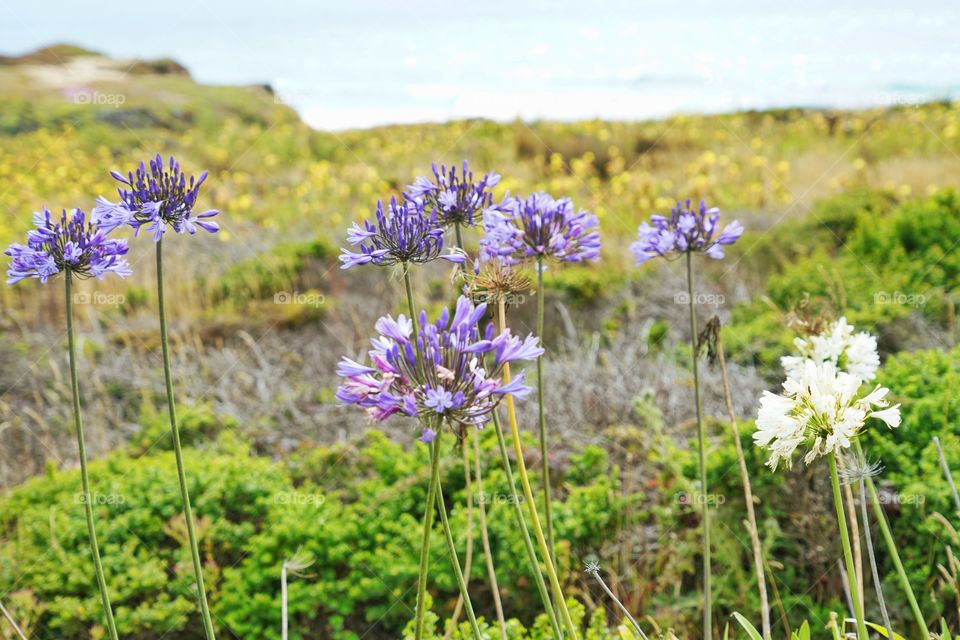 Wildflowers On The California Coast