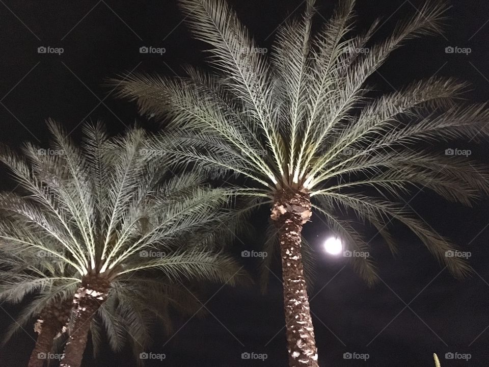 Palm trees and the night sky