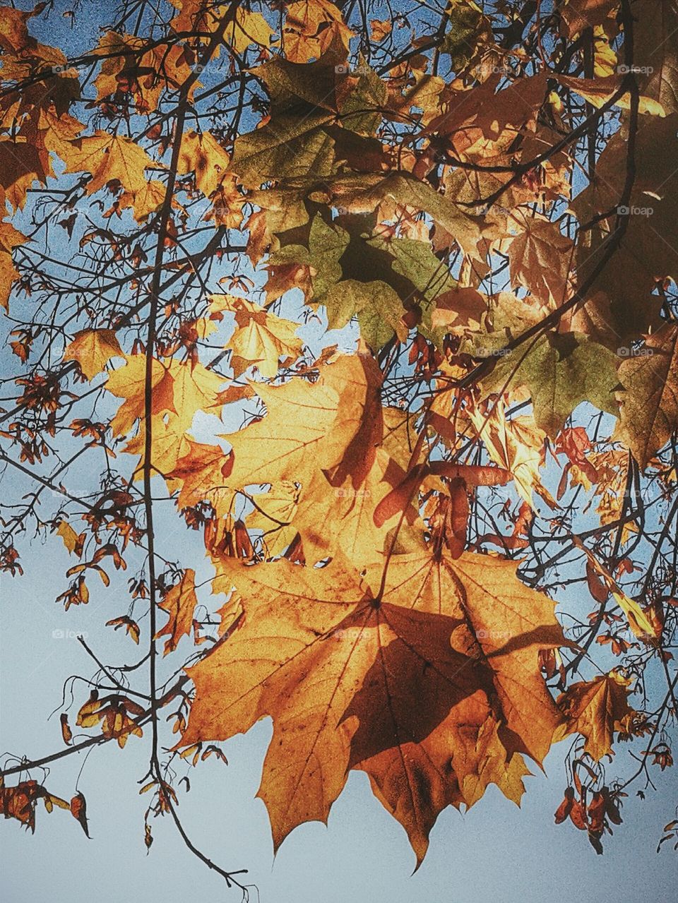 Autumn leaves 