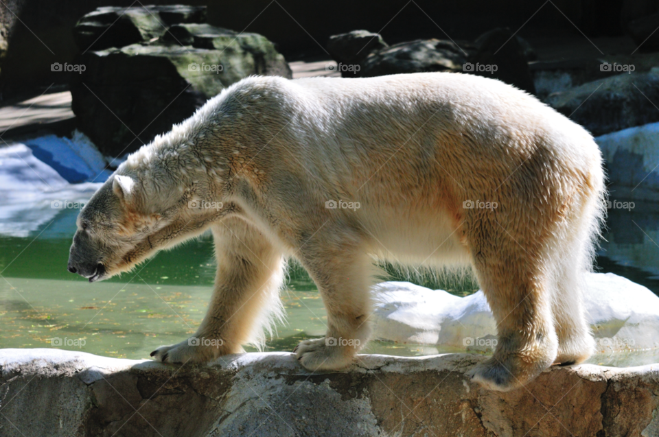 bronx ny powerful polar bear arctic circle by delvec