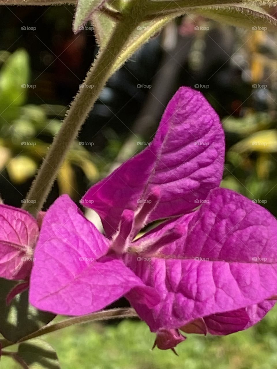 Close up on a purple flower 