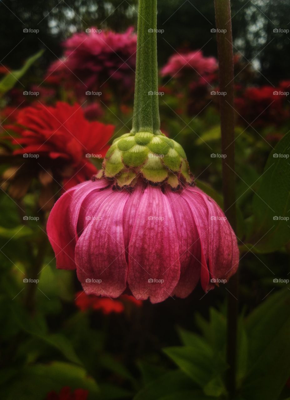 pink flower. summer the end. focus. fairytale