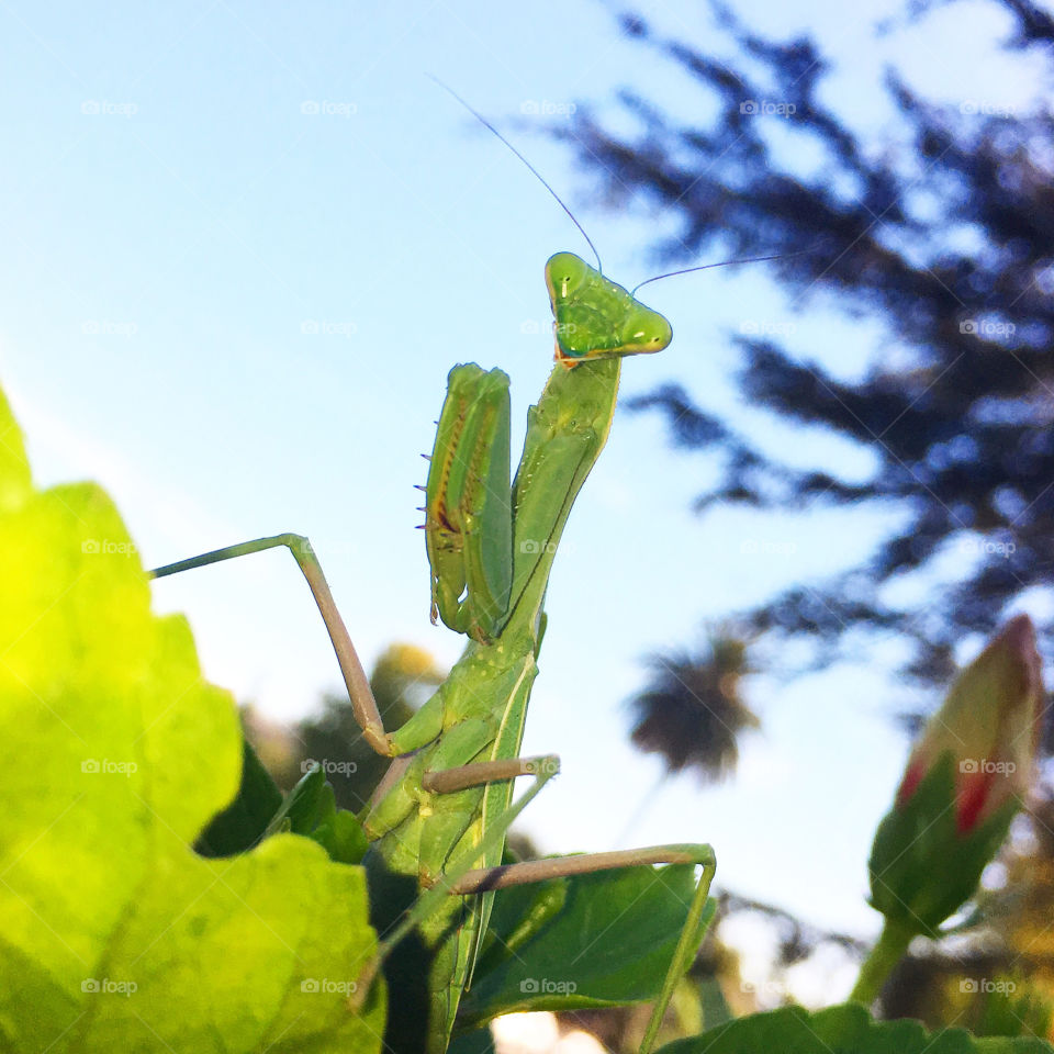 Praying Mantis on top of a flowering bush