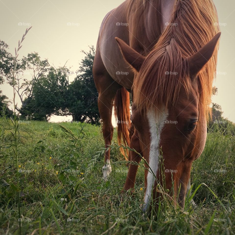 Sorrel horse grazing on grass field
