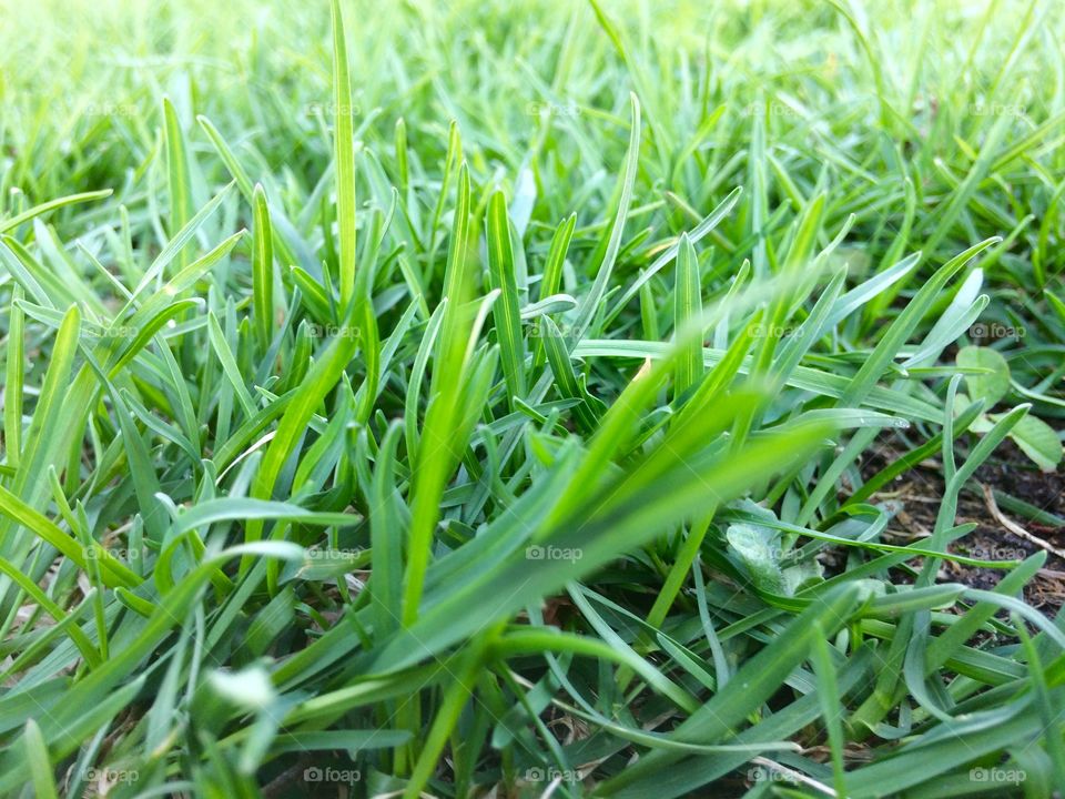 grass