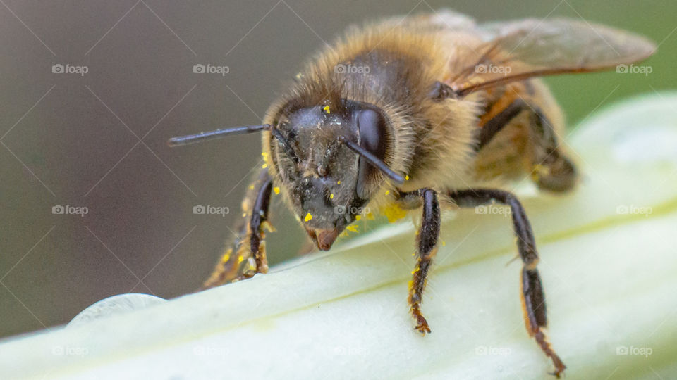 Bee,macrophotography