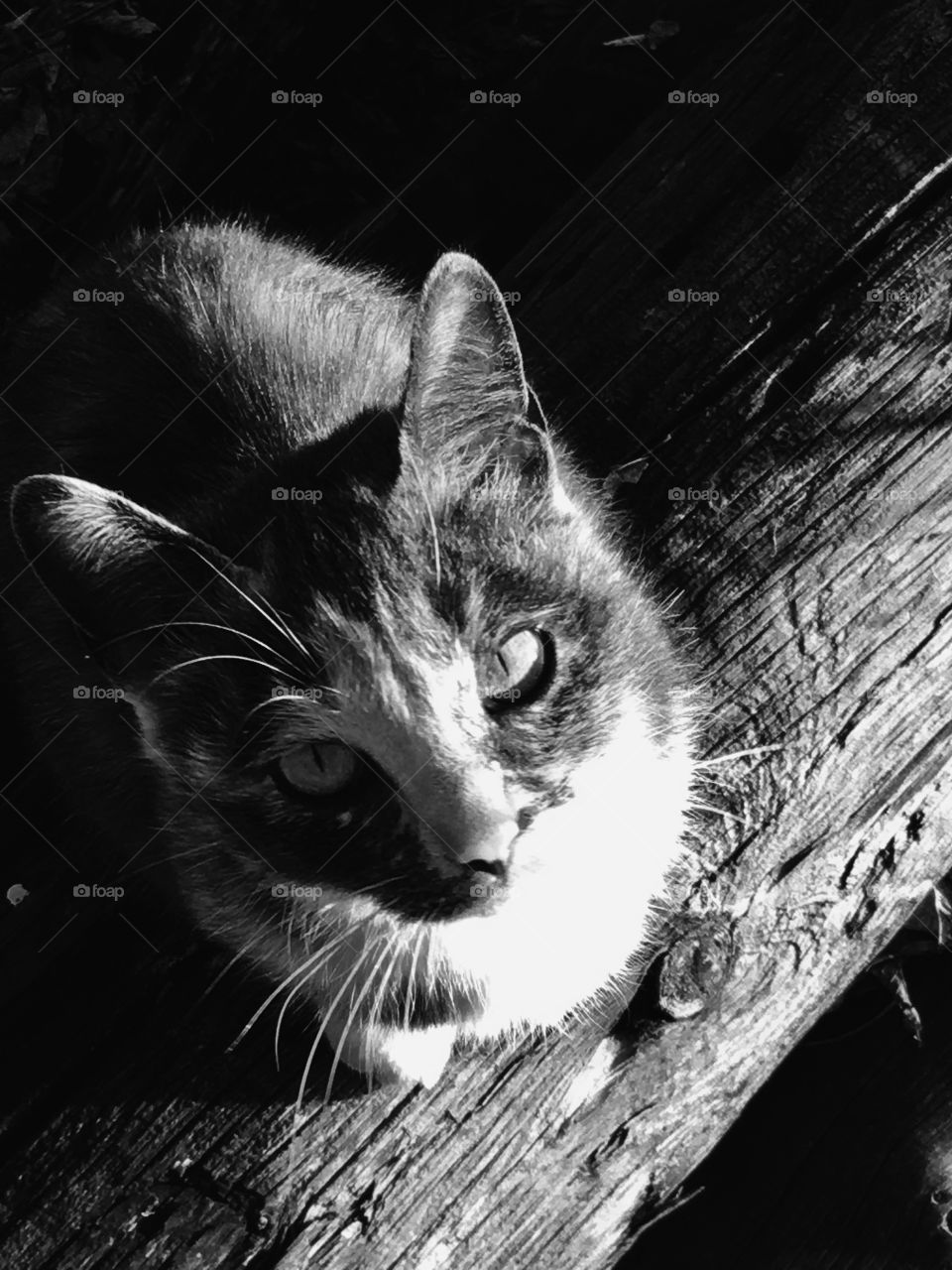 Black and white cat picture 