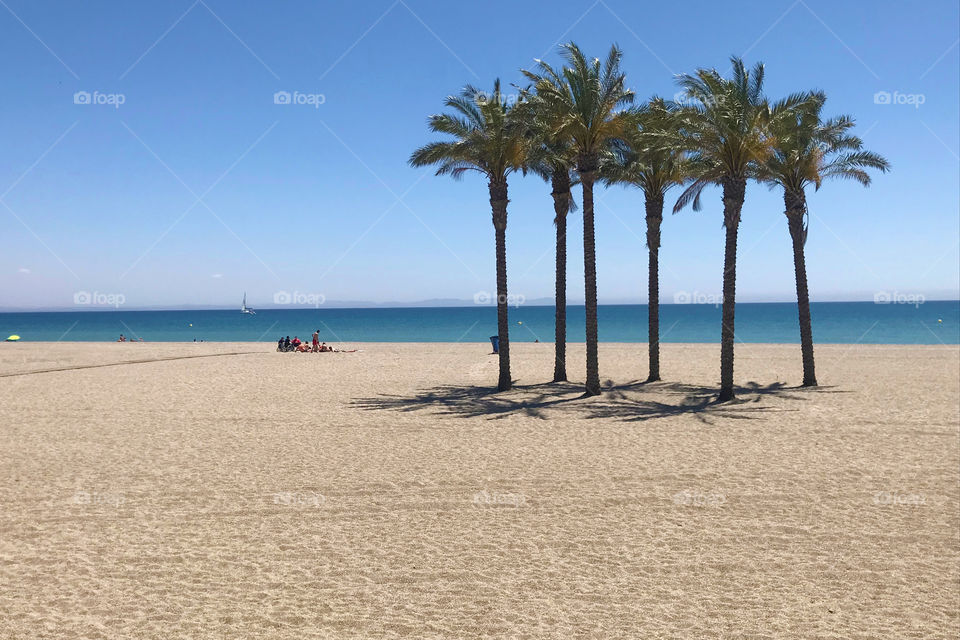 Palm trees on the beach 2