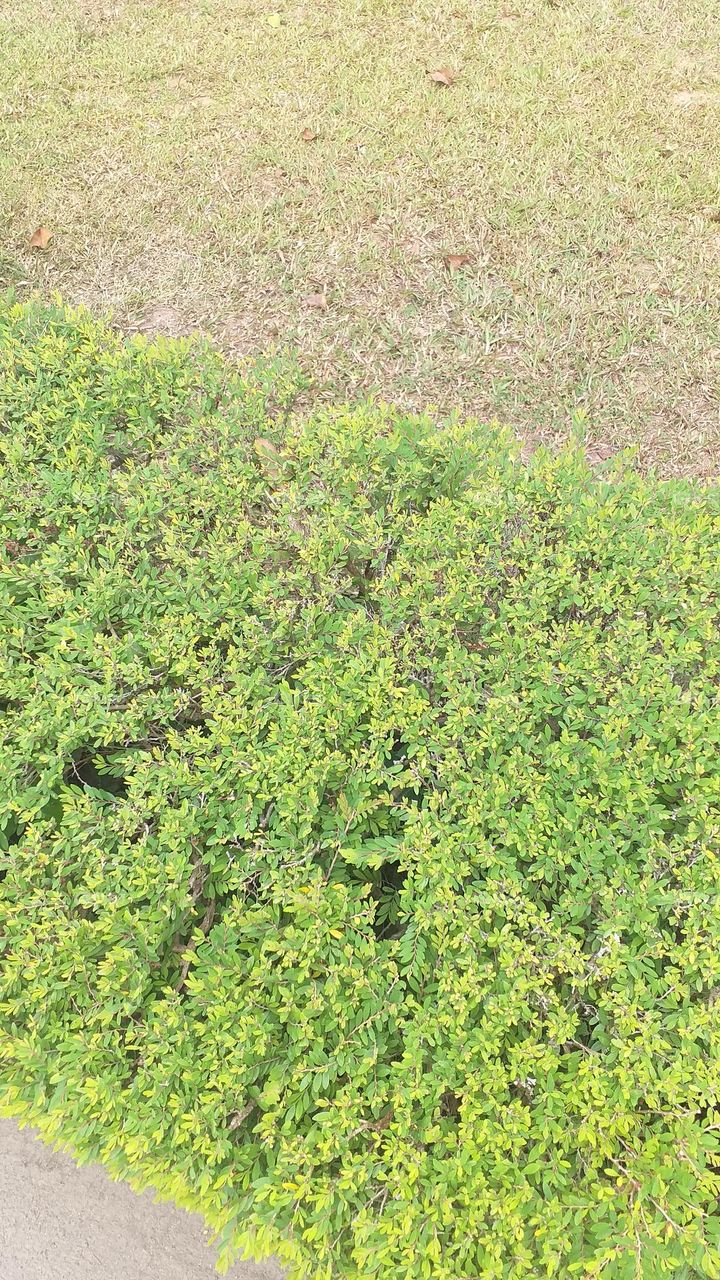 Fence small leaves green bush trees in modern garden