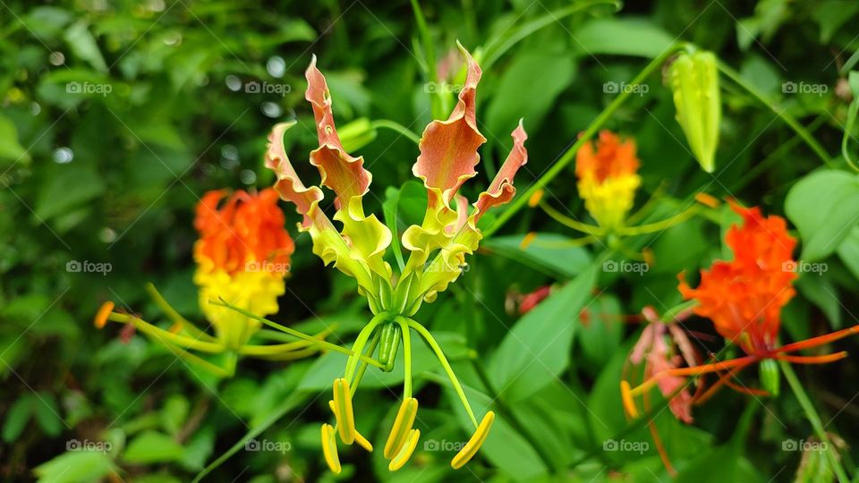 Flame lily