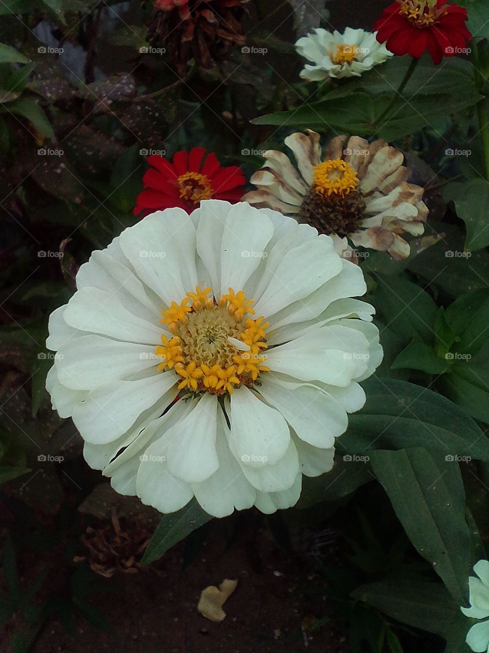 zinnia white