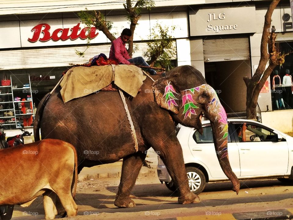 elephant in the city.