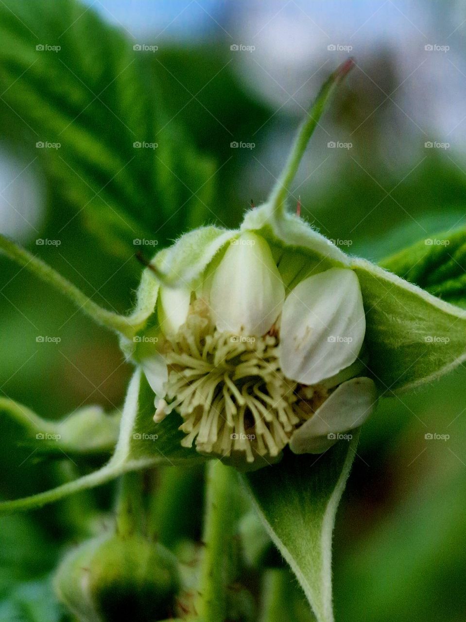 strawberry blossom