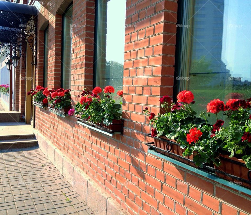 Windows with flower pots