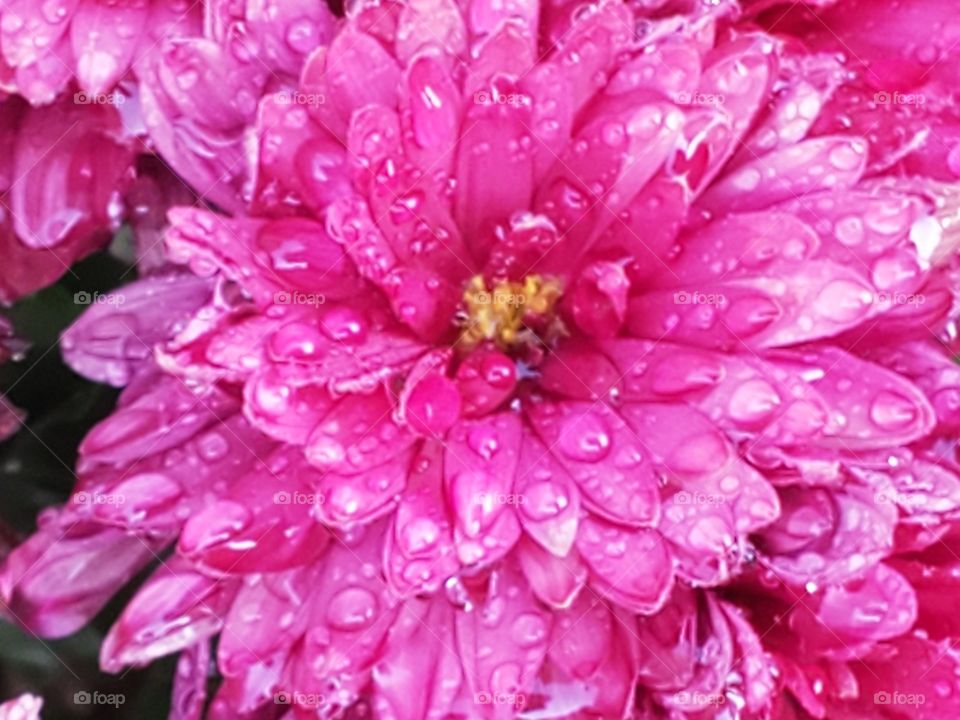 Pink in the rain
