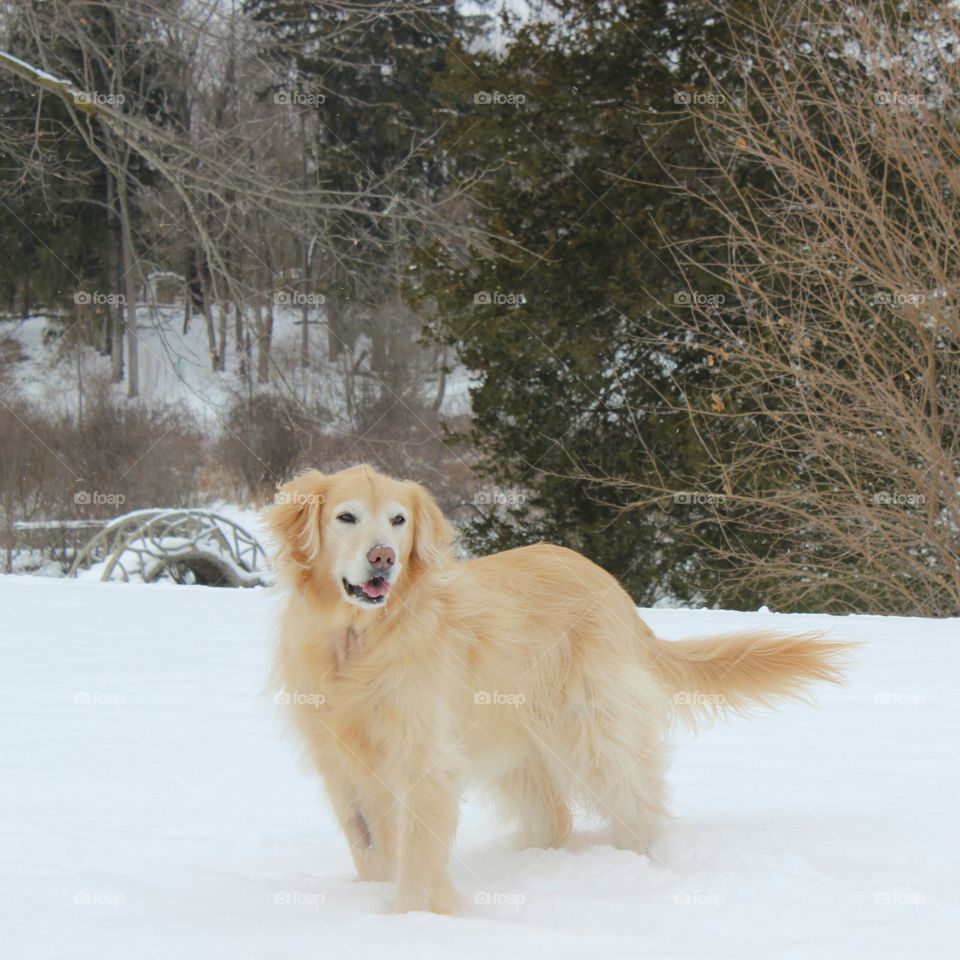 let's cross the bridge