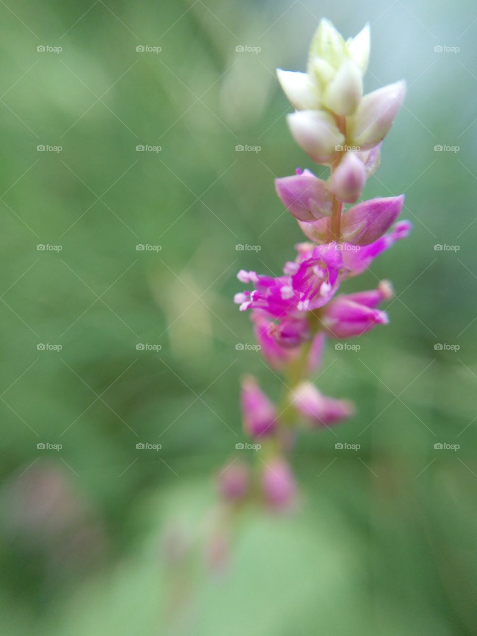 Close-up of pink flowers with bud