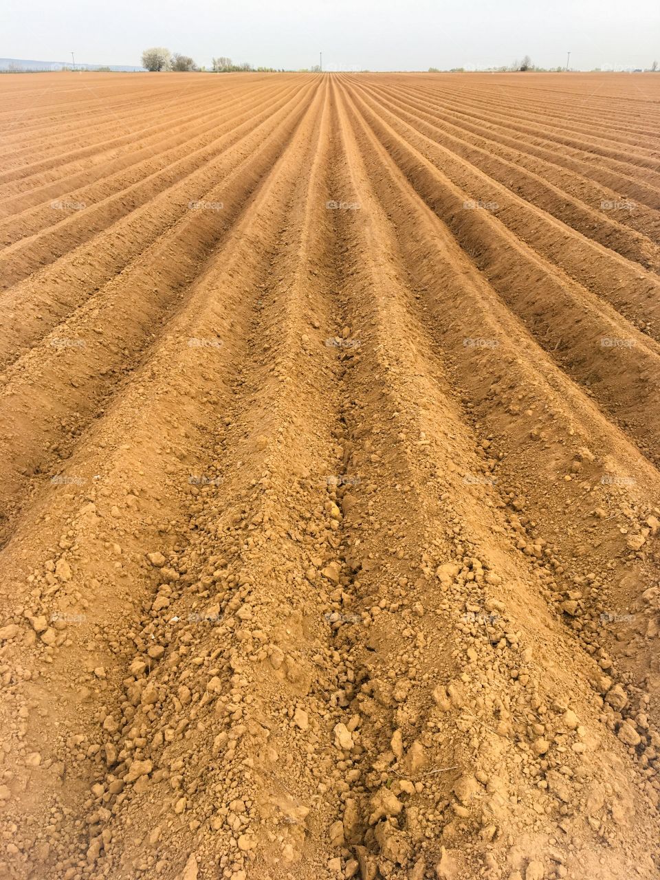 Potatoes Field 