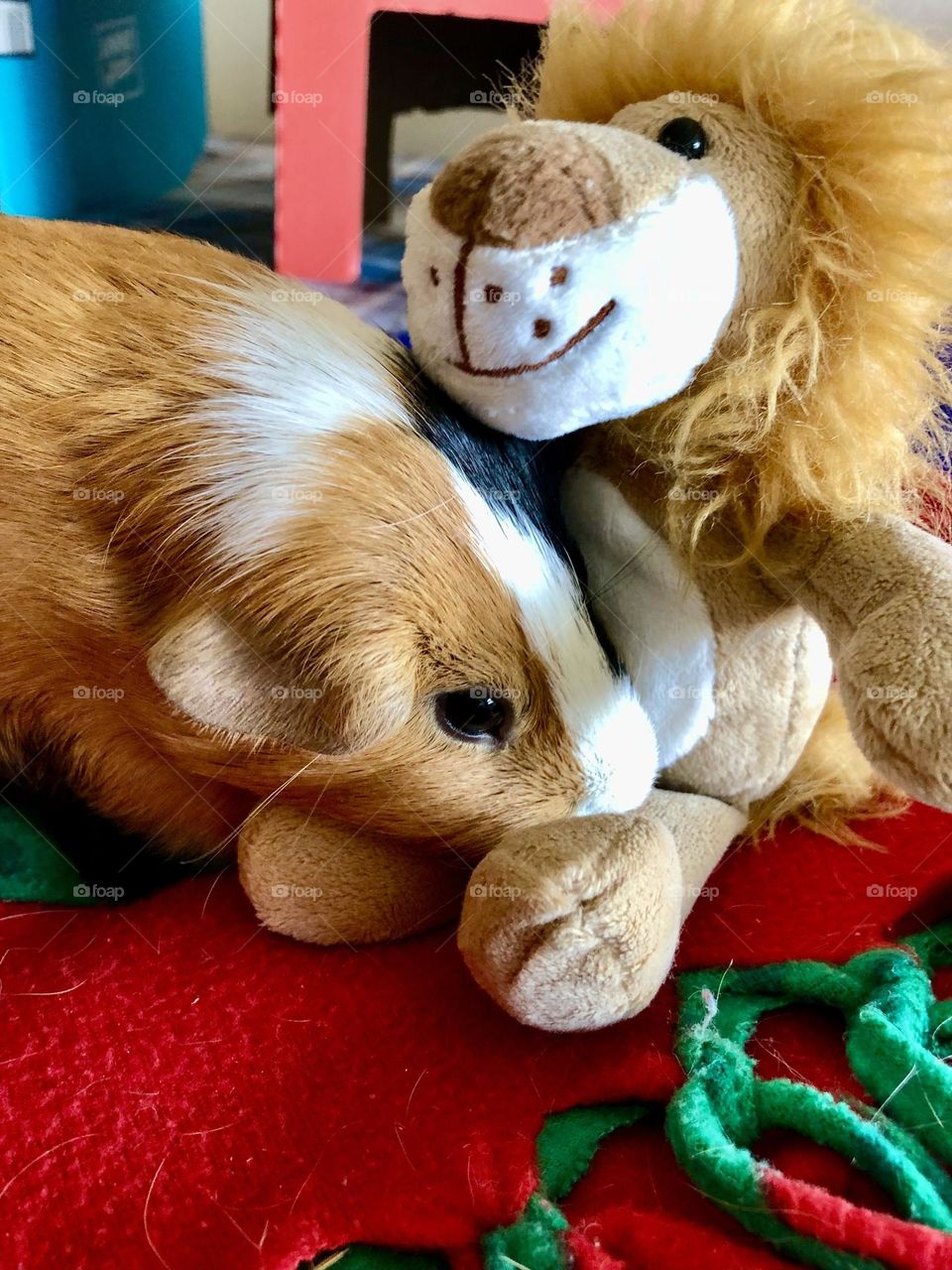 Danny loves his toy lion 🦁 ❤️