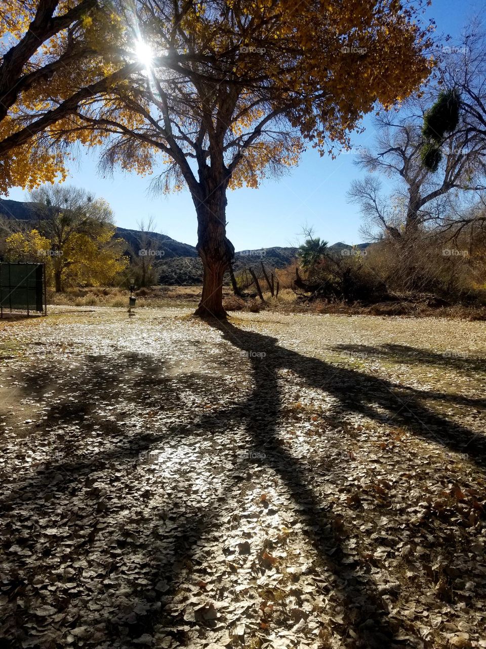 Dry autumn leaves cover the ground as a large tree casts its shadow. The lighting is sunny yet a bit faded by the season. 🍁
