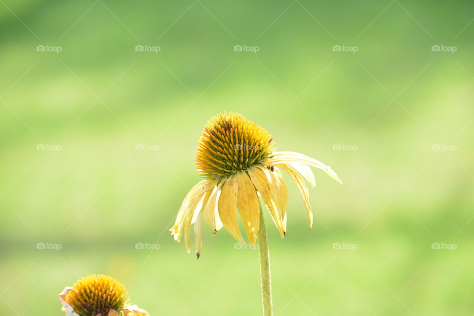 Rudbeckia