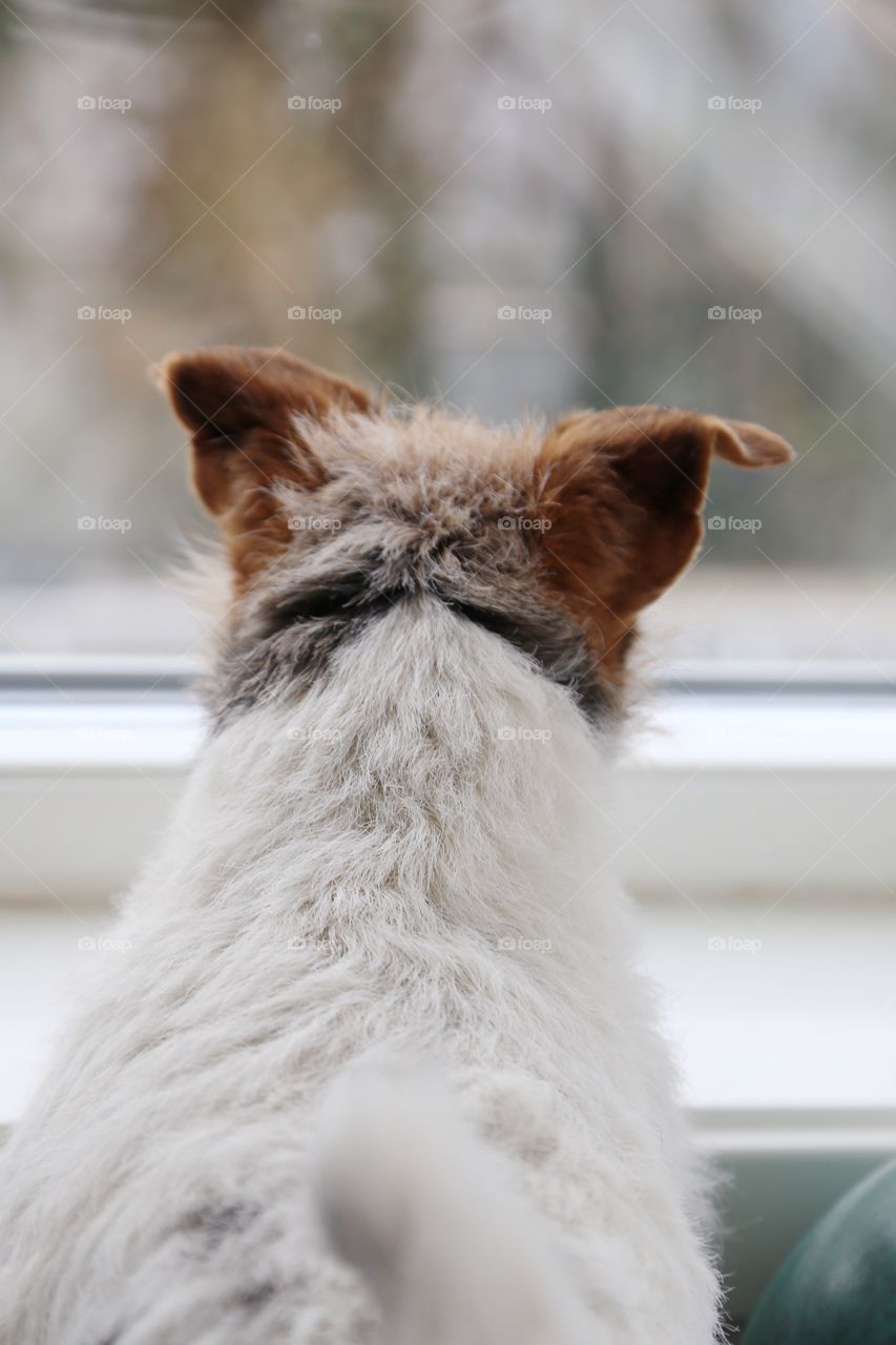 Jack Russel seen from behind sitting looking through the windows